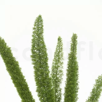 Foxtail Stabilis&eacute; - Vert