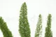 Foxtail stabilis&eacute; Vert 3
