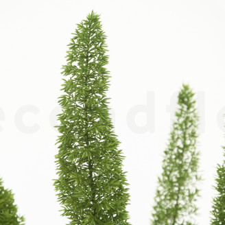 Foxtail Preservata - Verde