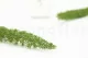 Foxtail stabilis&eacute; Vert 8