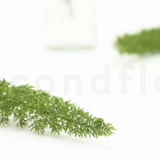 Foxtail preservado - Verde