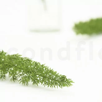 Preserved Foxtail Green