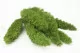 Foxtail stabilis&eacute; Vert 7