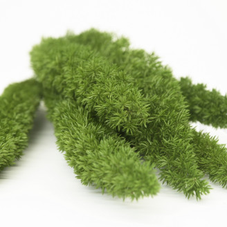 Foxtail Stabilizzata - Verde