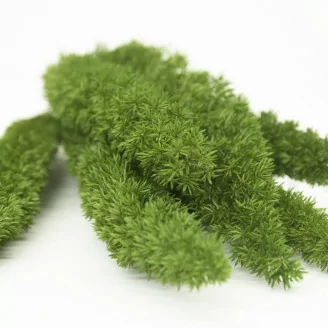 Preserved Foxtail Green