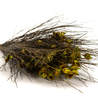 Preserved Bell grass Female - Bouquet - Green