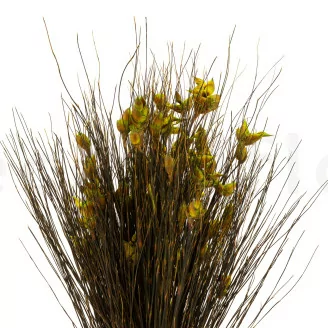 Konserviertes Bell Grass Gr&uuml;n