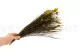 Bell Grass preservada Verde 3