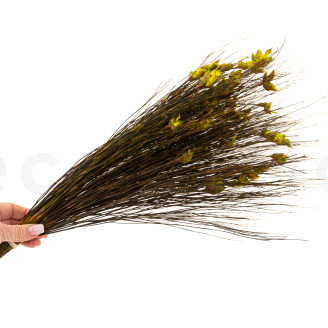 Bell grass femelle stabilis&eacute; - Bouquet - Vert