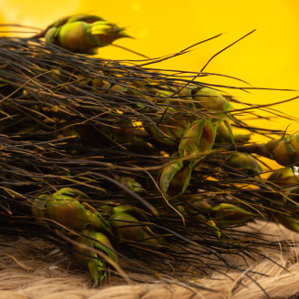 Bell grass hembra Preservada - Ramo - Verde