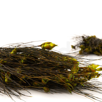 Preserved Bell grass Female - Bouquet - Green