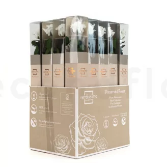 Konservierte Rose mit 50 cm Stiel Wei&szlig; - Einzelne Geschenkbox (x20)
