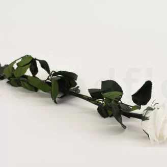 Konservierte Rose mit 50 cm Stiel Wei&szlig; - Einzelne Geschenkbox (x20)