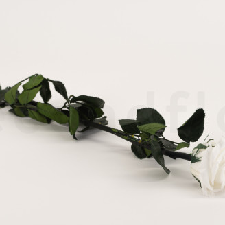 Roses on stem preserved 50cm - Gift Box 20 Units - White
