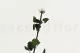 Preserved Rose on stem 50 cm White - Individual Gift Box (x20) 8