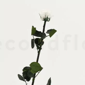 Rosa stabilizzata con stelo 50 cm Bianco - Scatola regalo individuale (x20)