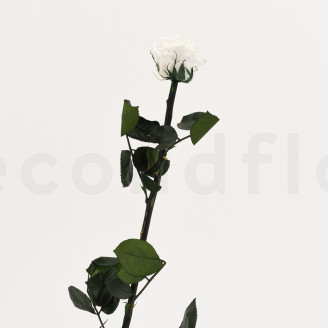 Roses on stem preserved 50cm - Gift Box 20 Units - White
