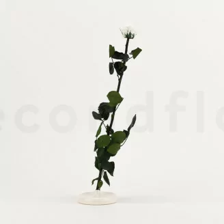 Preserved Rose on stem 50 cm White - Individual Gift Box (x20)