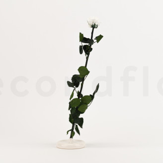 Rosen mit St&auml;ngel konserviert 50 cm - Gift Box 20 St&uuml;ck - Wei&szlig;