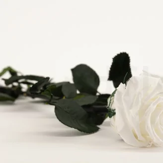 Rosa preservada con tallo 50 cm Blanco - Caja regalo individual (x20)