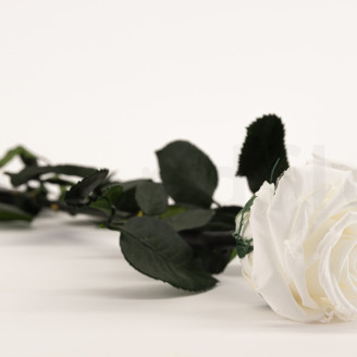Roses on stem preserved 50cm - Gift Box 20 Units - White