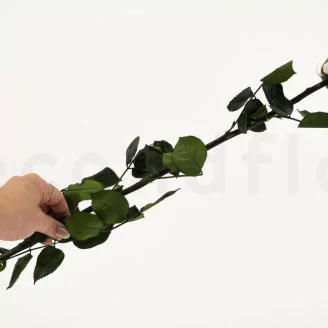 Preserved Rose on stem 50 cm White - Individual Gift Box (x20)