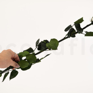 Rose su stelo stabilizzato 50 cm - Gift Box 20 unit&agrave; - Bianco