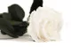 Rose stabilis&eacute;e sur tige 50 cm Blanc - Bo&icirc;te cadeau individuelle (x20) 3