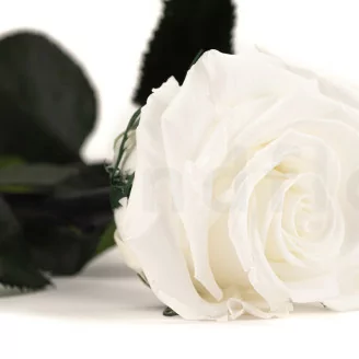 Preserved Rose on stem 50 cm White - Individual Gift Box (x20)