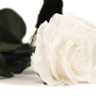 Rosas preservadas con tallo 50 cm - Gift Box 20 unidades - Blanco