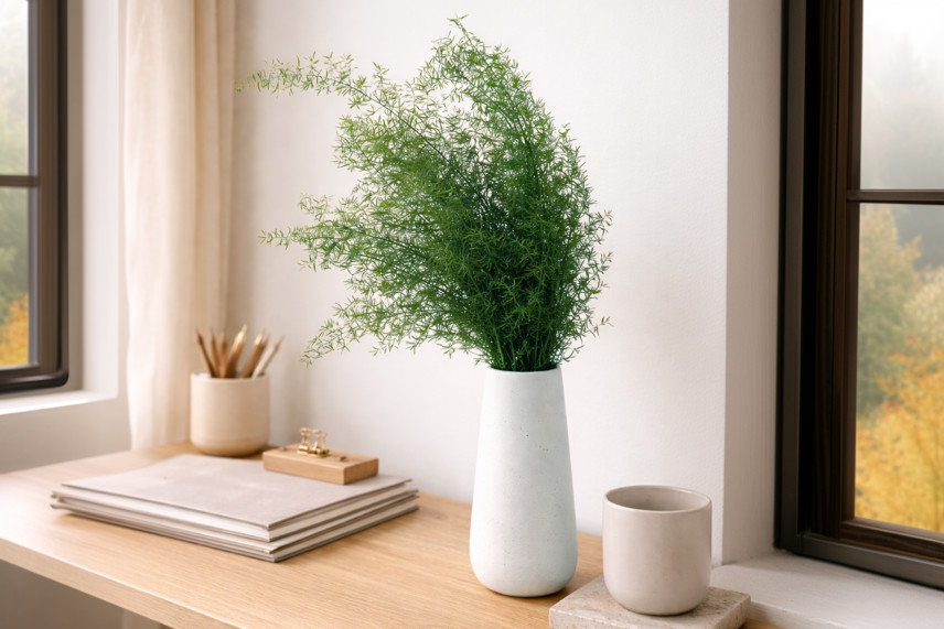 Asparagus Sprengeri Stabilized - Green