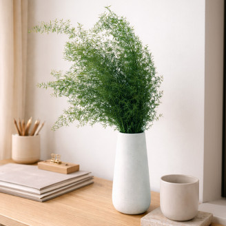 Sprengeri-Spargel Stabilisiert - Gr&uuml;n