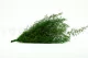 Preserved Asparagus Sprengeri Light Green 5