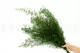 Esparraguera de Sprenger (Helecho esp&aacute;rrago) Verde claro 7