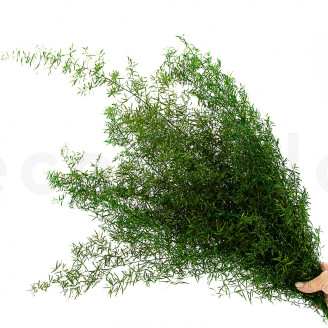 Sprengeri-Spargel Stabilisiert - Gr&uuml;n