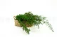 Asparagus Sprengeri stabilis&eacute; Vert Clair 8