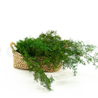 Esparraguera Asparagus Sprengeri Preservada - Verde