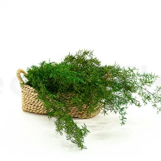 Preserved Asparagus Sprengeri Light Green