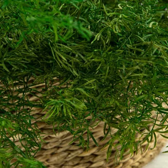 Preserved Asparagus Sprengeri Light Green