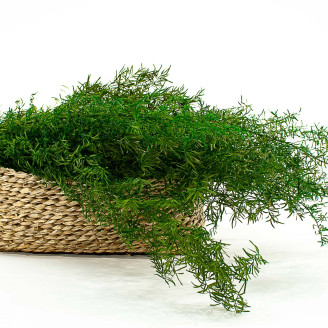 Asparagus Sprengeri Preserved - Green