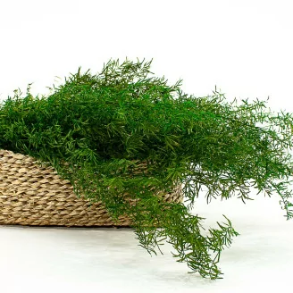 Preserved Asparagus Sprengeri Light Green