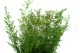 Asparagus Sprengeri stabilis&eacute; Vert Clair 2