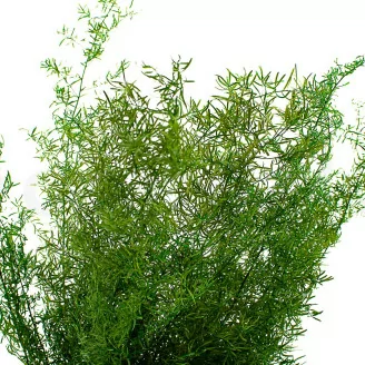 Asparagus Sprengeri stabilis&eacute; Vert Clair