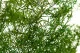 Preserved Asparagus Sprengeri Light Green 4