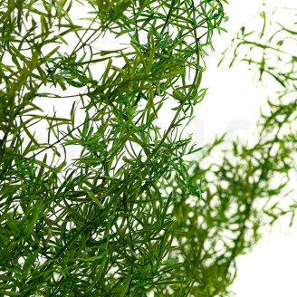 Esparraguera Asparagus Sprengeri Preservada - Verde