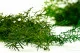 Asparagus Sprengeri stabilis&eacute; Vert Clair 6