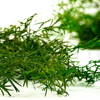 Preserved Asparagus Sprengeri Light Green