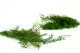 Asparagus Sprengeri stabilis&eacute; Vert Clair 11