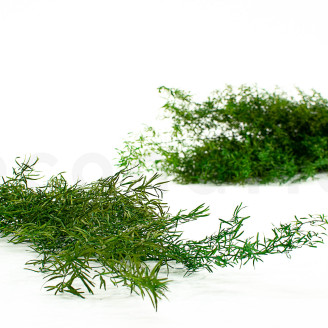 Asparagus Sprengeri Stabilis&eacute; - Vert