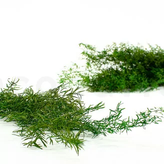 Preserved Asparagus Sprengeri Light Green